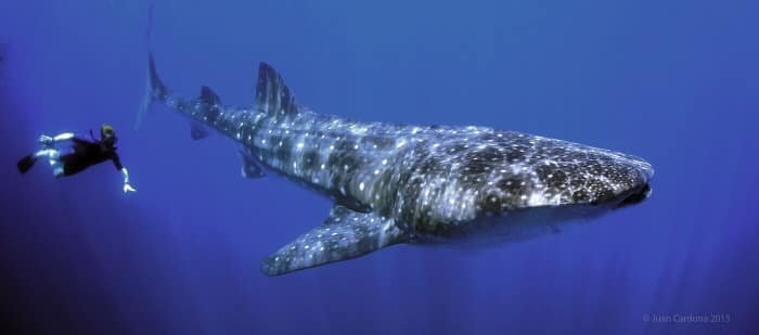 Whale Shark Tour - Imagen 5