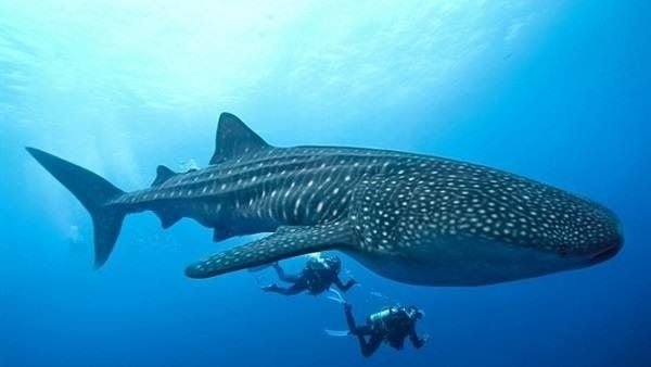 Whale Shark Tour - Imagen 2