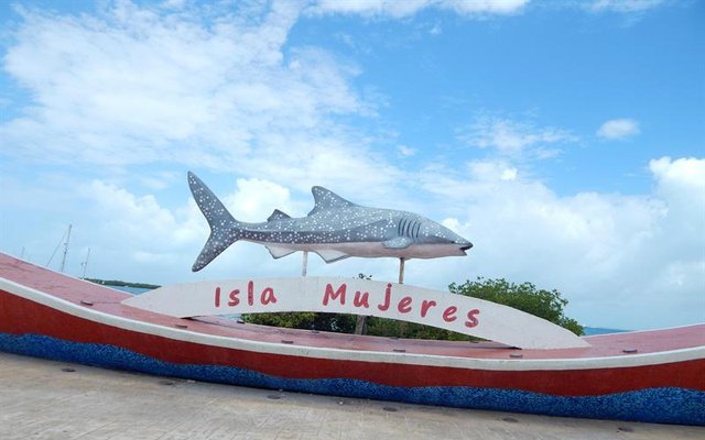Whale Shark Tour - Imagen 6