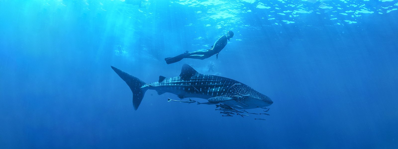 Whale Shark Tour - Imagen 7