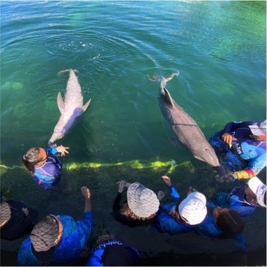 Dolphin Swim Adventure Kids - Imagen 5