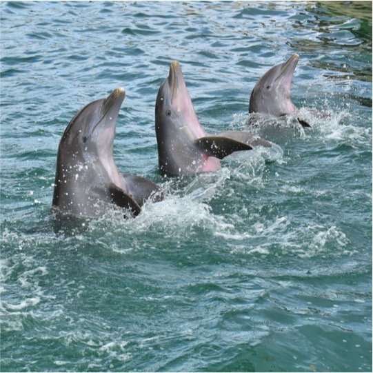 Dolphin Swim Encounter Tour - Imagen 5