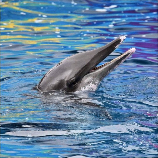 Dolphin Swim Adventure Kids - Imagen 8