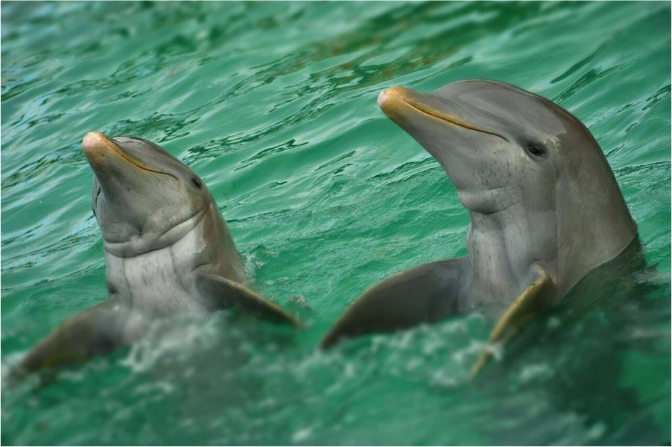 Dolphin Swim Adventure Tour - Imagen 6