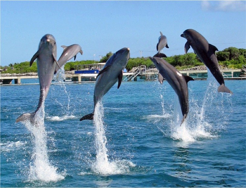 Dolphin Swim Adventure Tour - Imagen 8