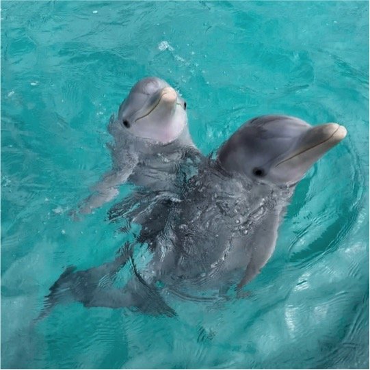 Dolphin Swim Encounter Tour - Imagen 4