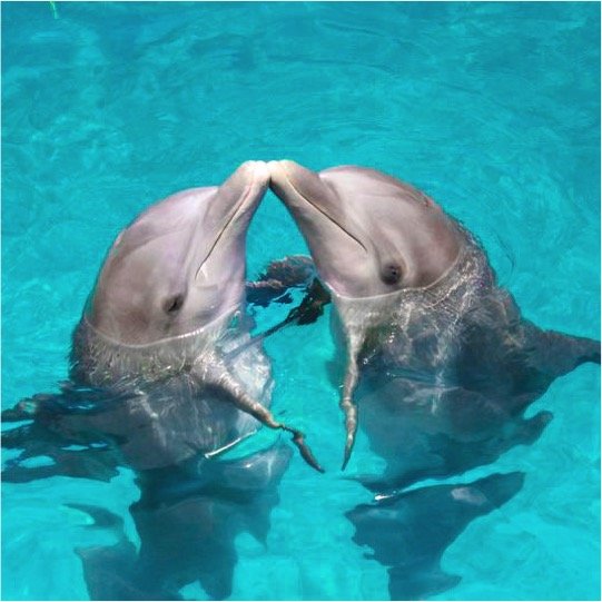 Dolphin Swim Adventure Kids - Imagen 3