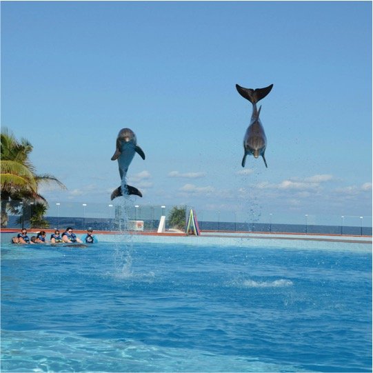 Dolphin Swim Adventure Kids - Imagen 4
