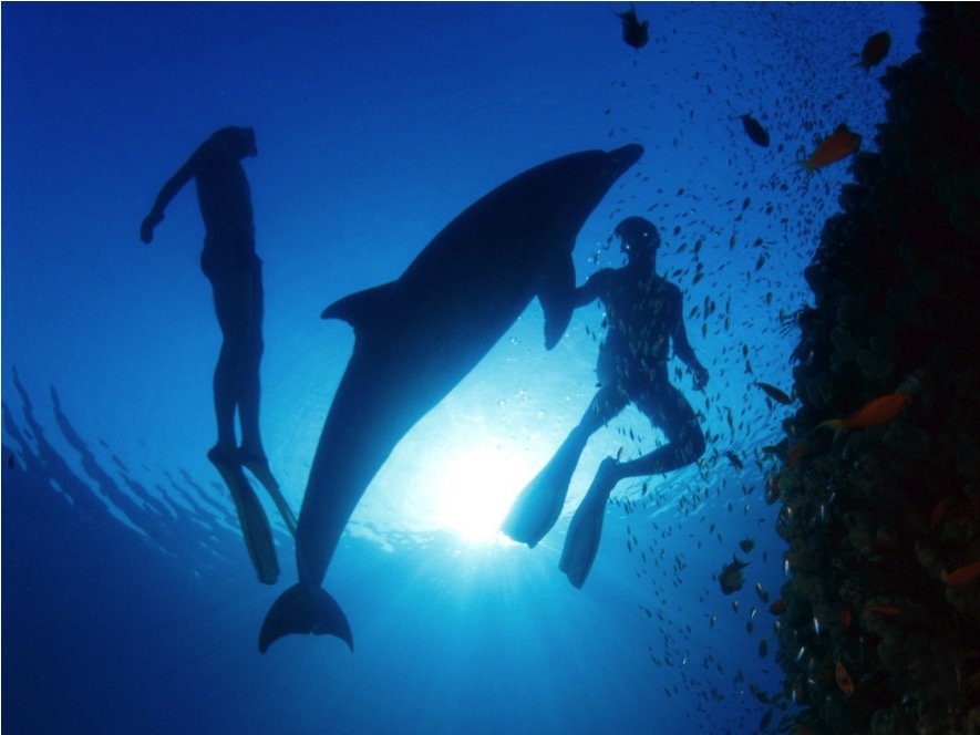 Dolphin Royal Swim Tour - Imagen 5