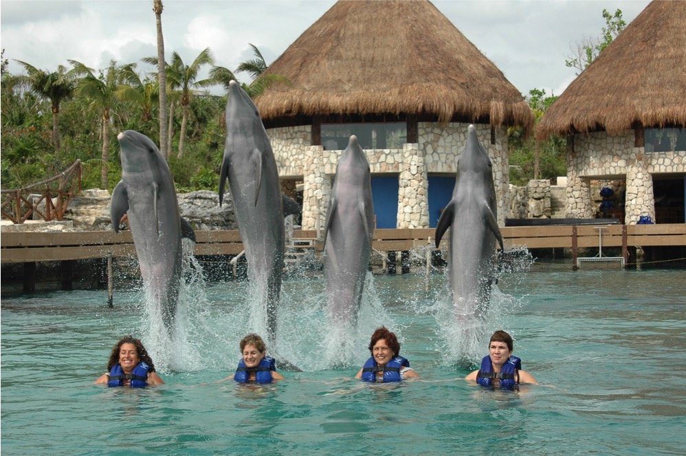 Dolphin Royal Swim Tour - Imagen 6