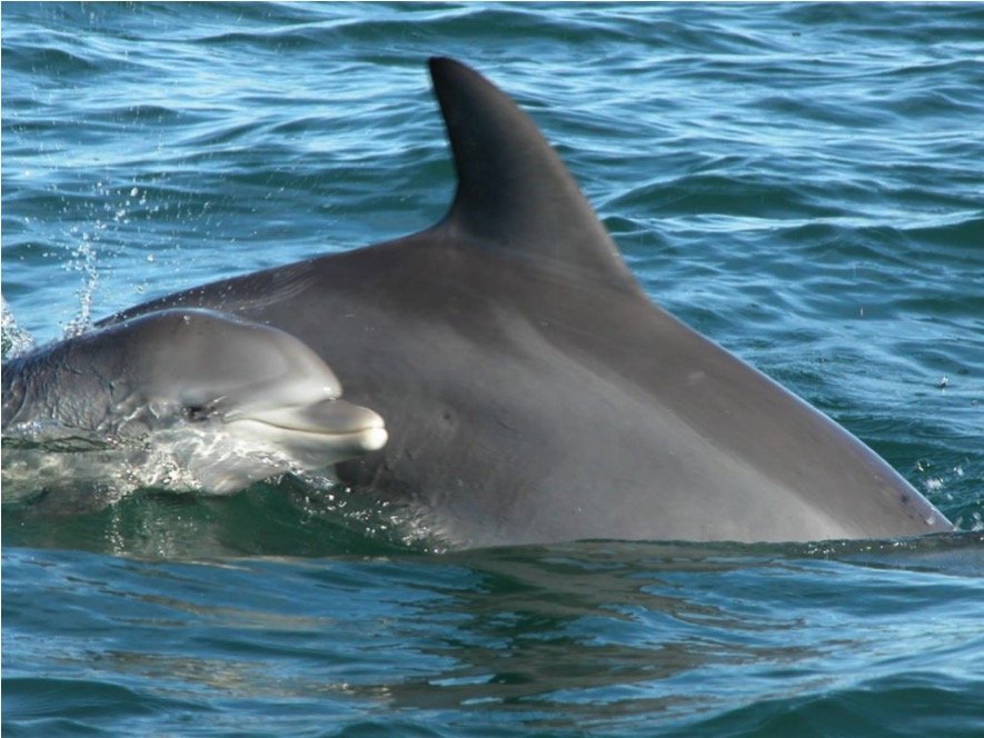 Dolphin Royal Swim Tour - Imagen 3