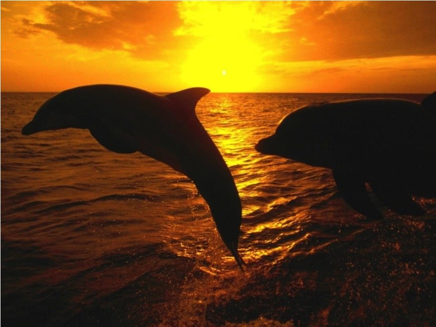Dolphin Royal Swim Tour - Imagen 8