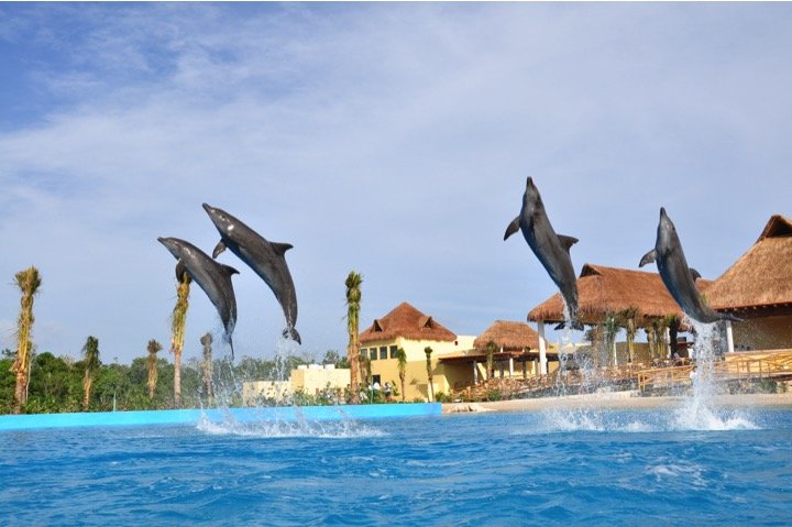 Dolphin Swim Adventure Tour - Imagen 4