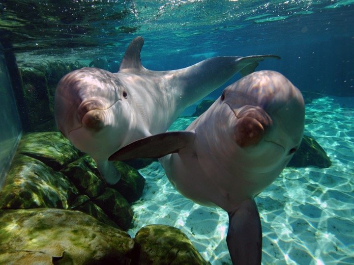 Dolphin Swim Adventure Tour - Imagen 2