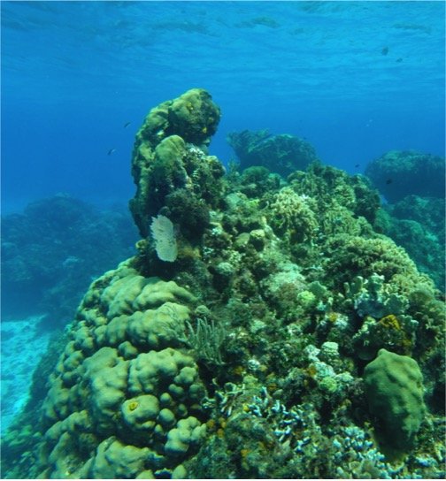 Certified Diving Cozumel Tour - Imagen 8