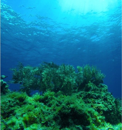 Certified Diving Cozumel Tour - Imagen 7