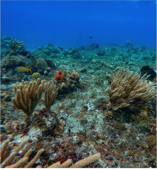 Cozumel Submarine Tour - Imagen 8