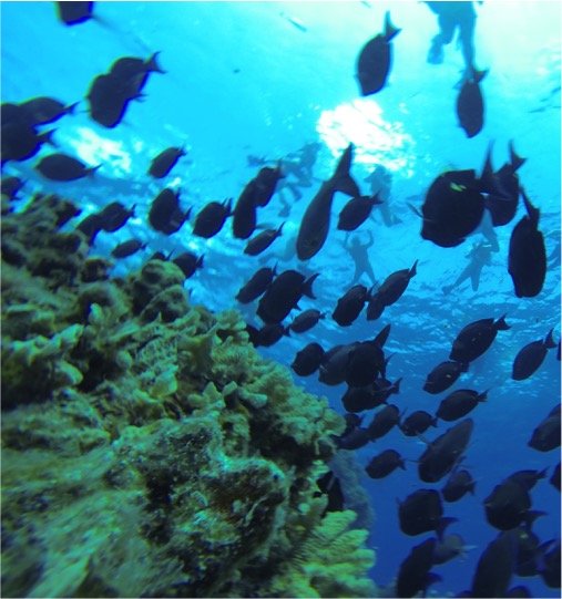 Cielo Cozumel By Catamaran & Beach Club Tour - Imagen 8