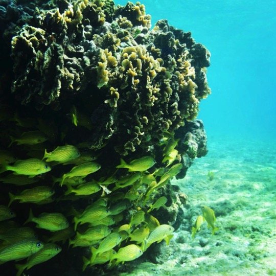 Certified Diving Cozumel Tour - Imagen 2