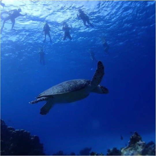 Certified Diving Cozumel Tour - Imagen 5