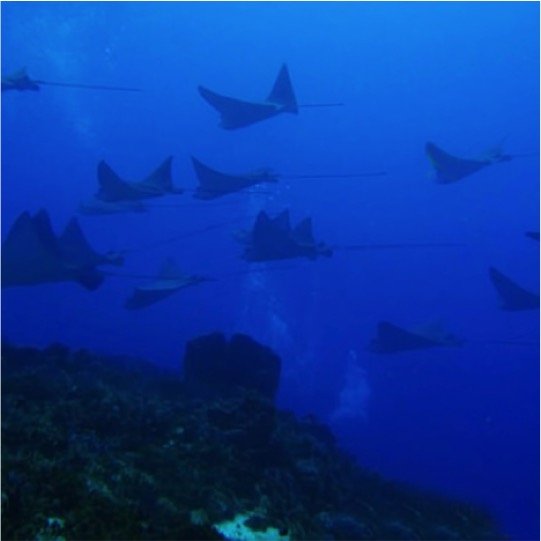 Certified Diving Cozumel Tour - Imagen 4