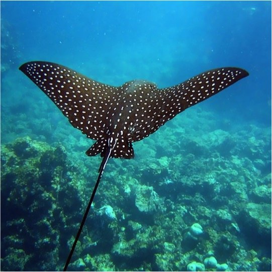 Certified Diving Cozumel Tour - Imagen 3