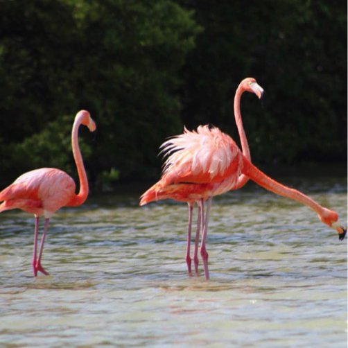 HOLBOX Ferry Punta Mosquito Tour - Imagen 6