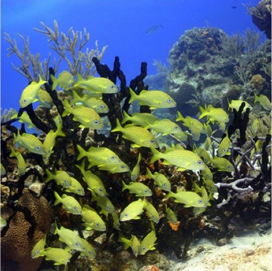 Jeep & Snorkeling In Cozumel Tour - Imagen 7
